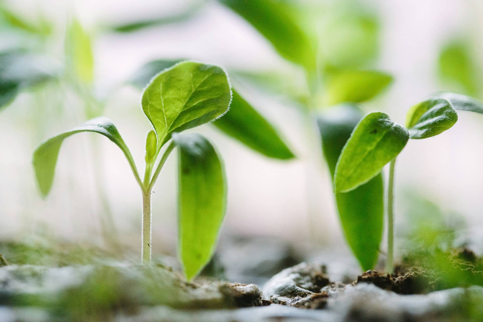 seedlings sprouting